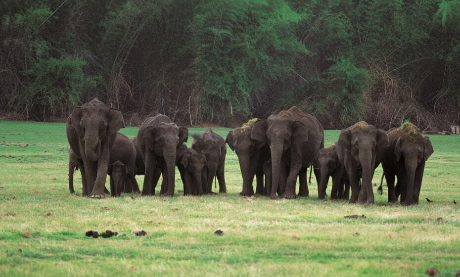 Nagarhole National Park, Kabini, Karnataka