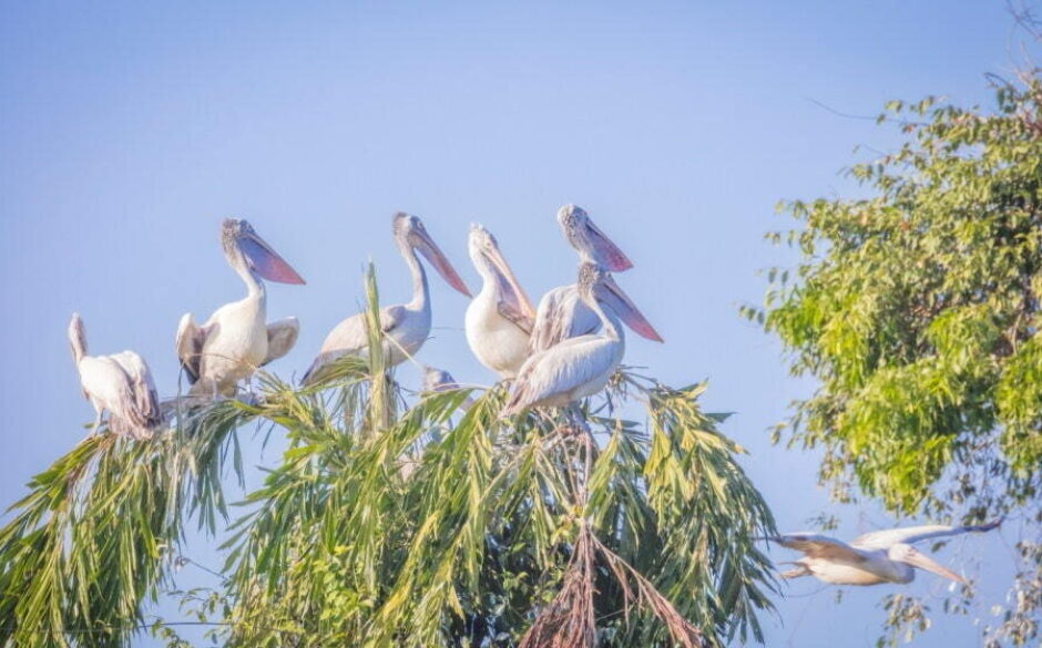 Ranganathittu Bird Sanctuary, Mysuru (Mysore), Karnataka