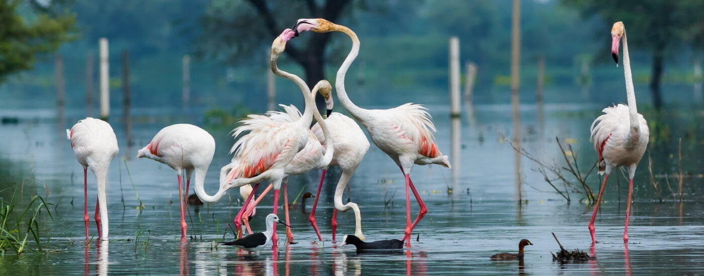 Greater flamingo at Keoladeo National Park or Bharatpur Bird Sanctuary,  Rajasthan, India | Windows Spotlight Images