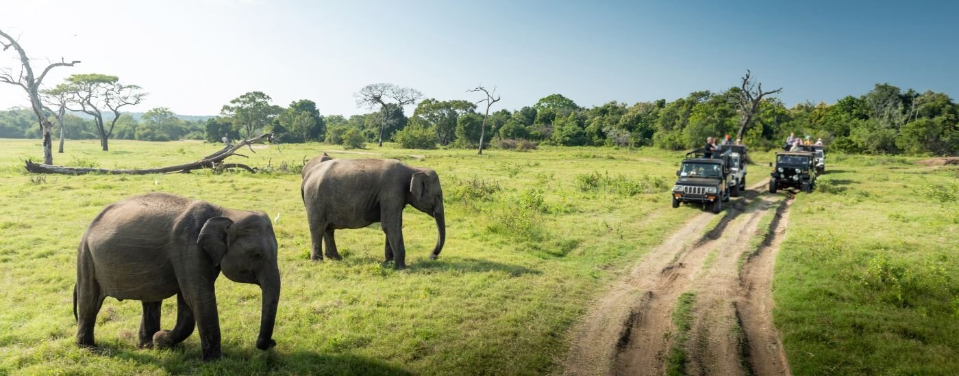 Minneriya National Park Sri Lanka - Authentic India Tours