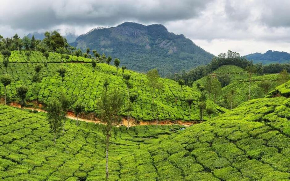 Tea Plantations between Yellapetty and Munnar, Kerala