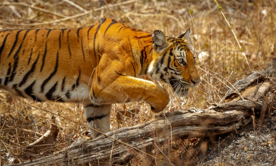 Tiger at Bandipur Tiger Reserve Forest, Karnataka