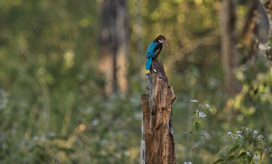 White-Throated Kingfisher at Bandipur tiger reserve area, karnataka, India