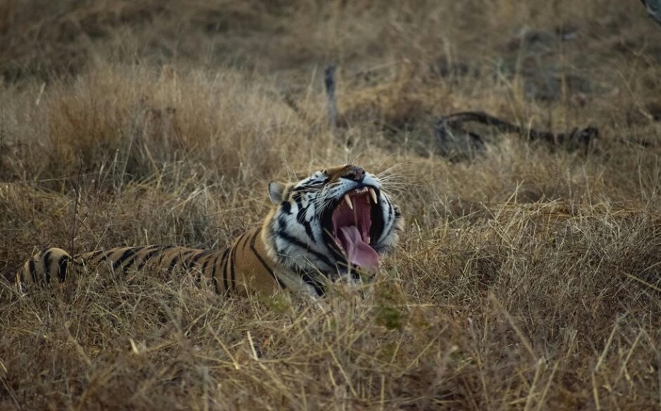 Tiger at Panna National Park