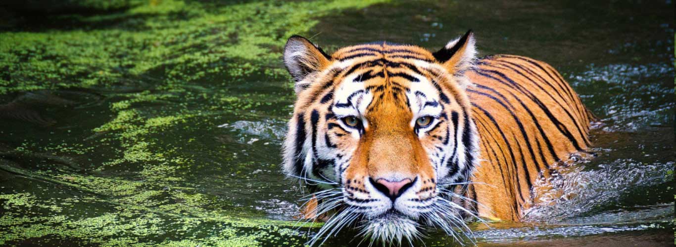On The Menu: Bengal Tiger