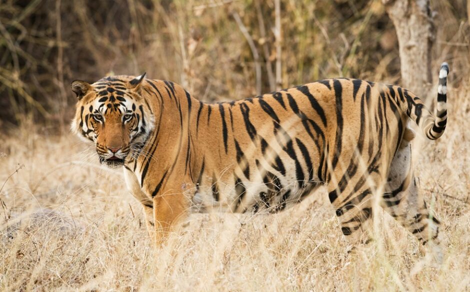 Tiger at Kanha National Park