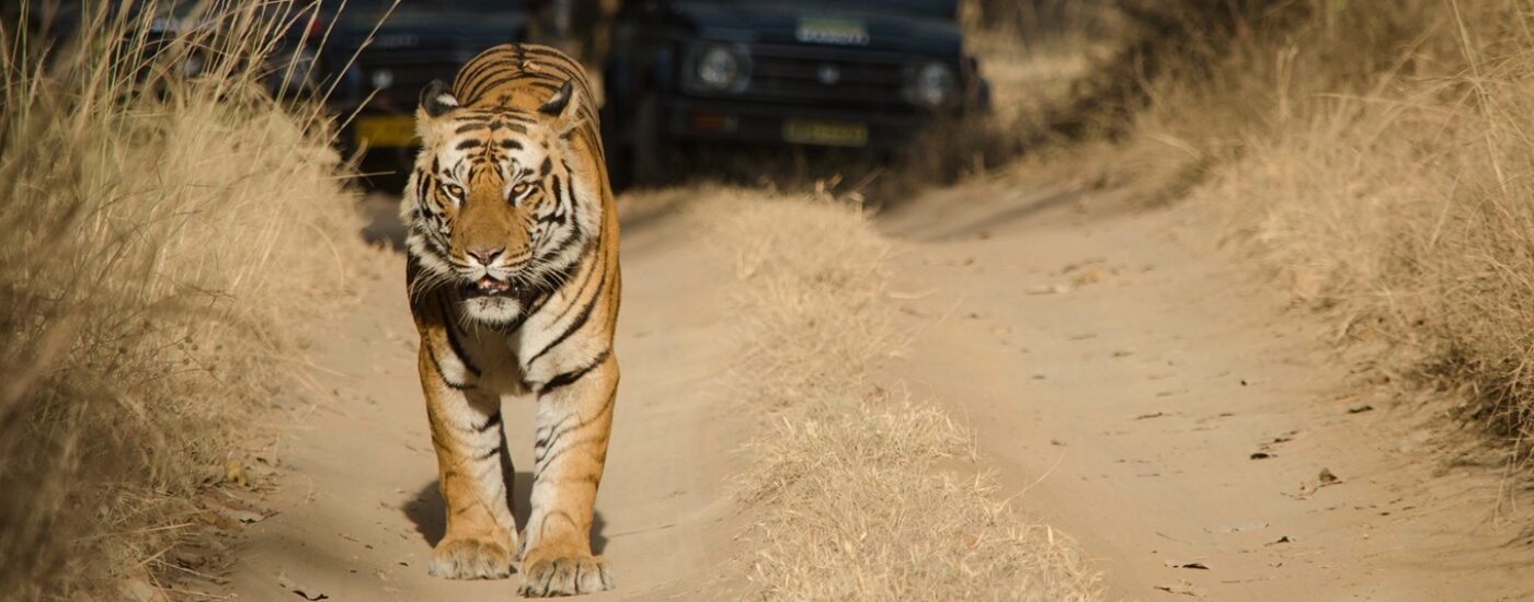 tIGER IN bANDHAVGARH - The best places to find tigers in India