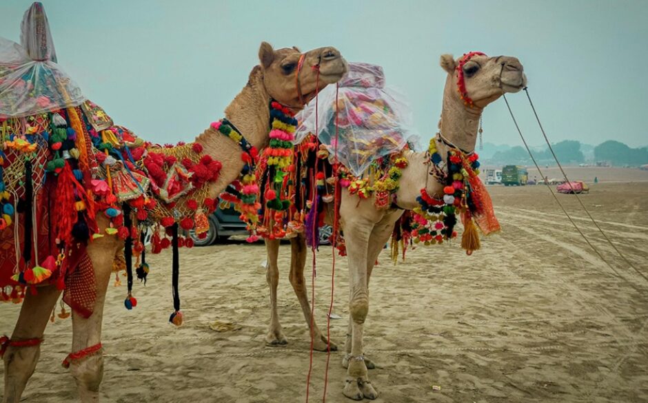 Decorated camels at the Jaisalmer Desert Festival