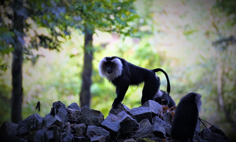 Lion Tailed Macaque, Valparai