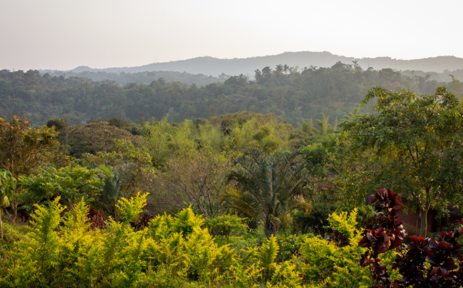 Misty mountain landscape, Coorg