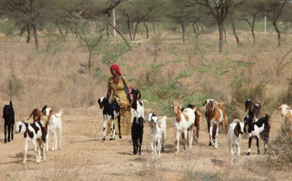 The Bishnoi tribe