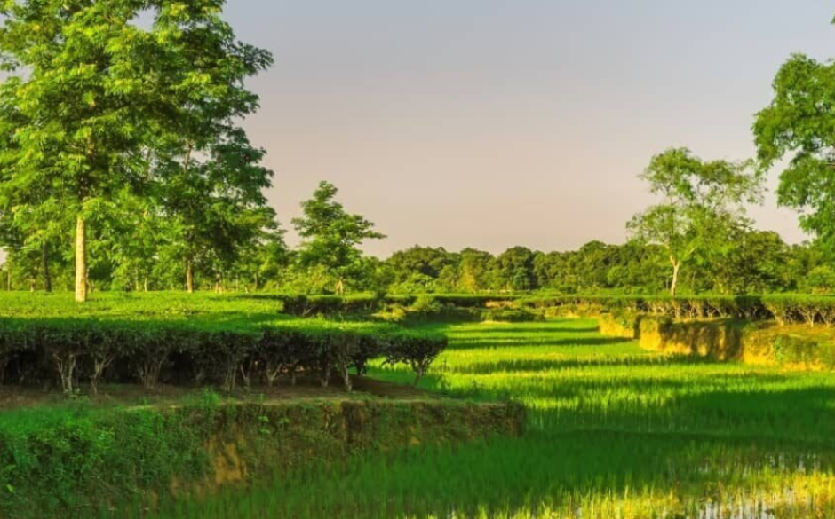 Paddy Field and Tea Plantation immersive experiences, Jorhat