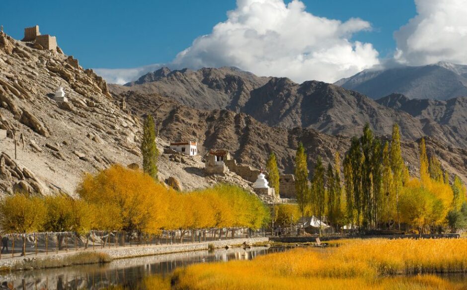 The golden poplar and willow trees in Leh Ladakh during autumn in India