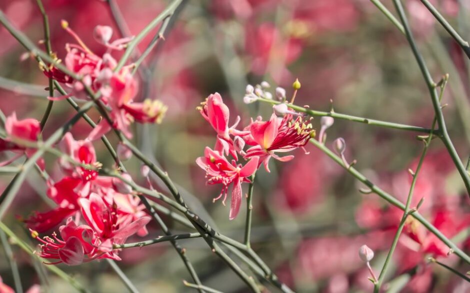 A close up of the red flowers of Kair in the Thar Desert during autumn in India