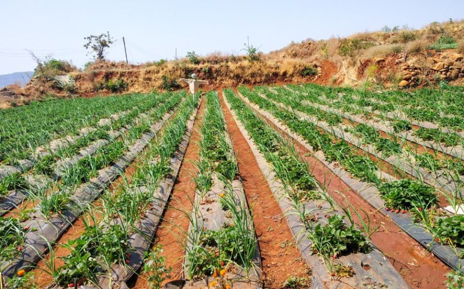 A strawberry field in Maharashtra during autumn in India