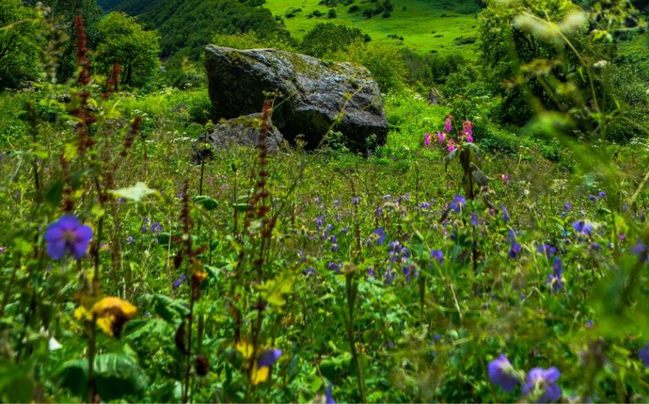 The Valley of Flowers during autumn in India