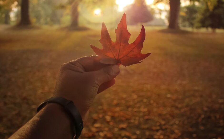 A orange chinar tree leaf during autumn in India