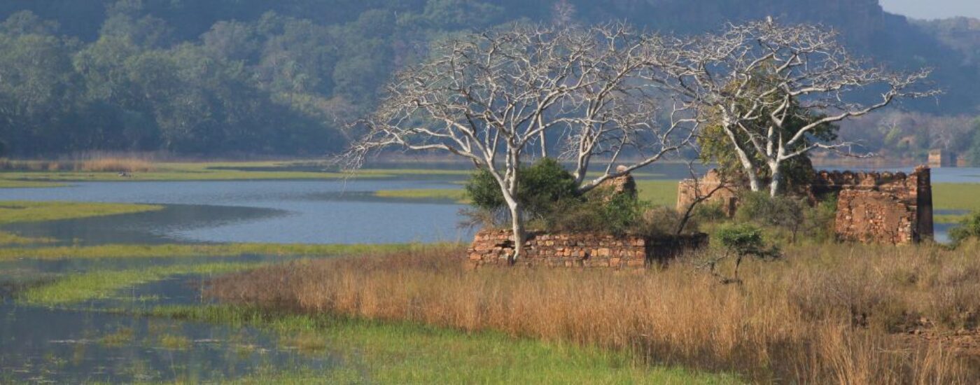 An image of the serene landscape in Ranthambore National Park