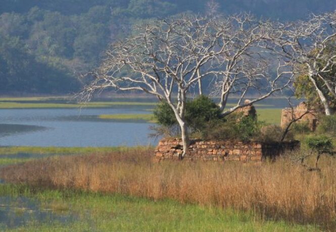 An image of the serene landscape in Ranthambore National Park