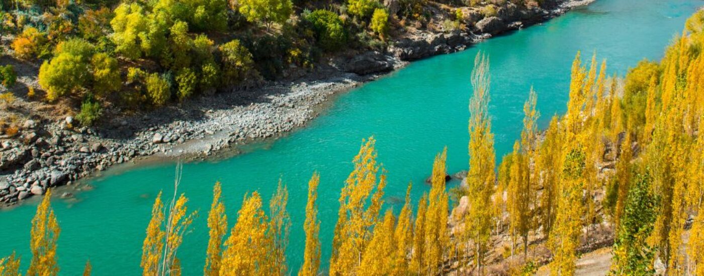 An image of golden willow and poplar trees in Le Ladakh region during autumn in India