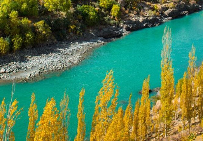 An image of golden willow and poplar trees in Le Ladakh region during autumn in India