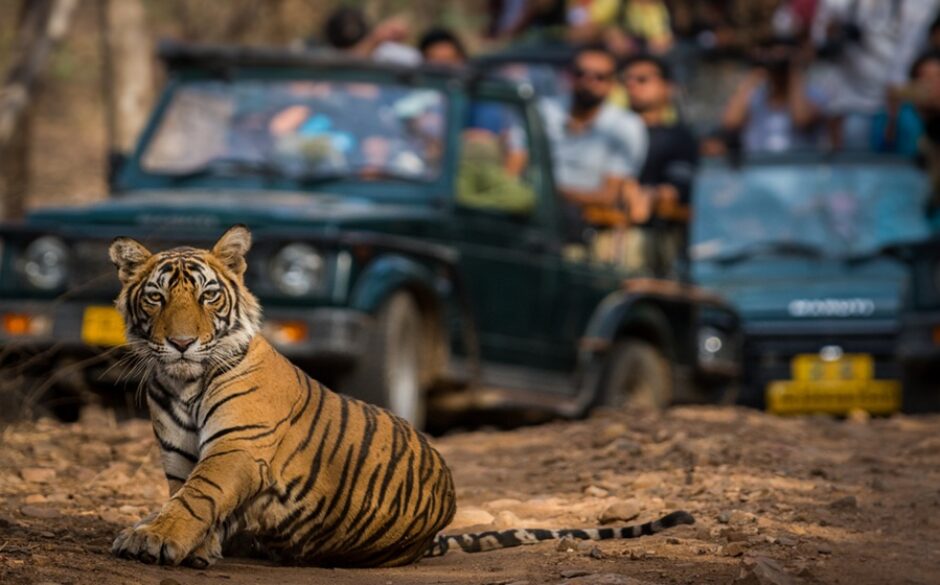 A tiger cub in front of a safari jeep at Ranthmabore Parlk