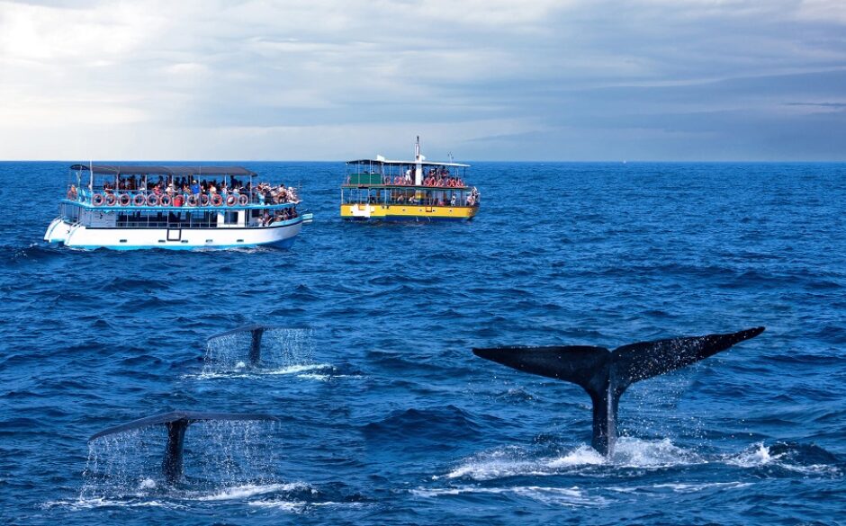 Whale watching in Sri Lanka