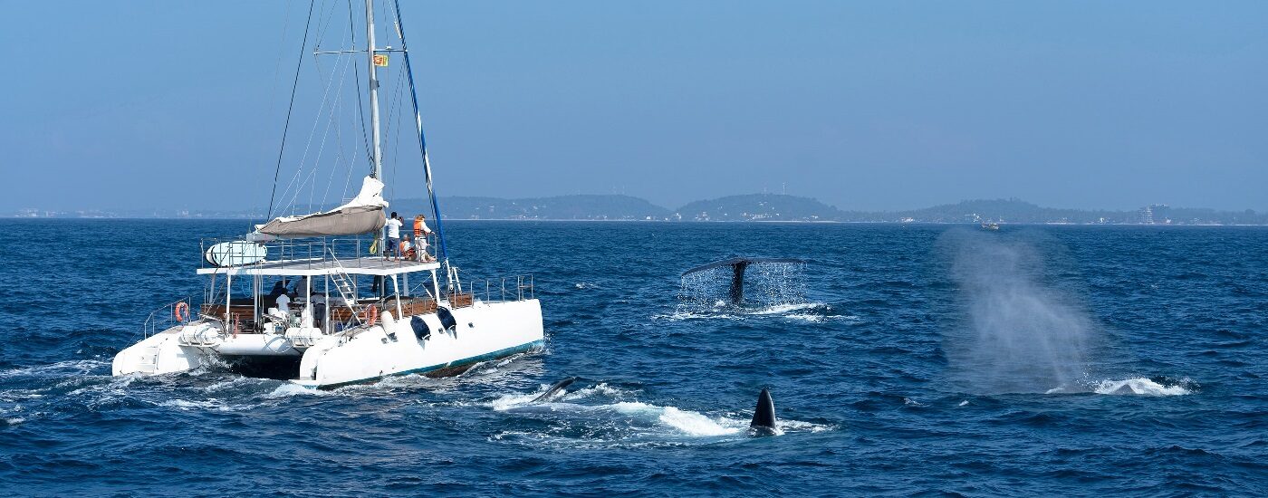 Whale watching in Sri Lanka