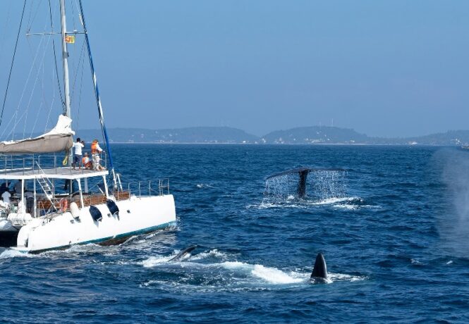 Whale watching in Sri Lanka