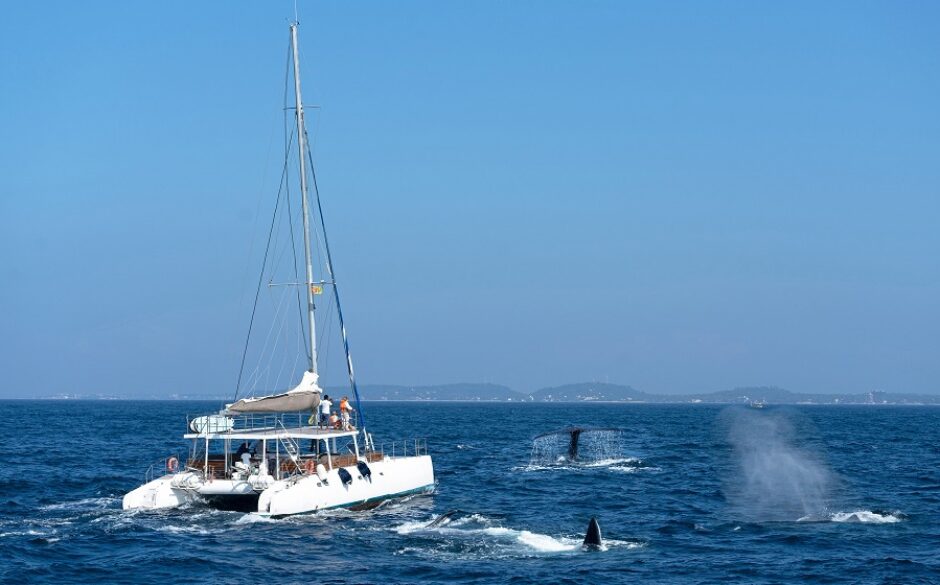 Whale watching in Sri Lanka