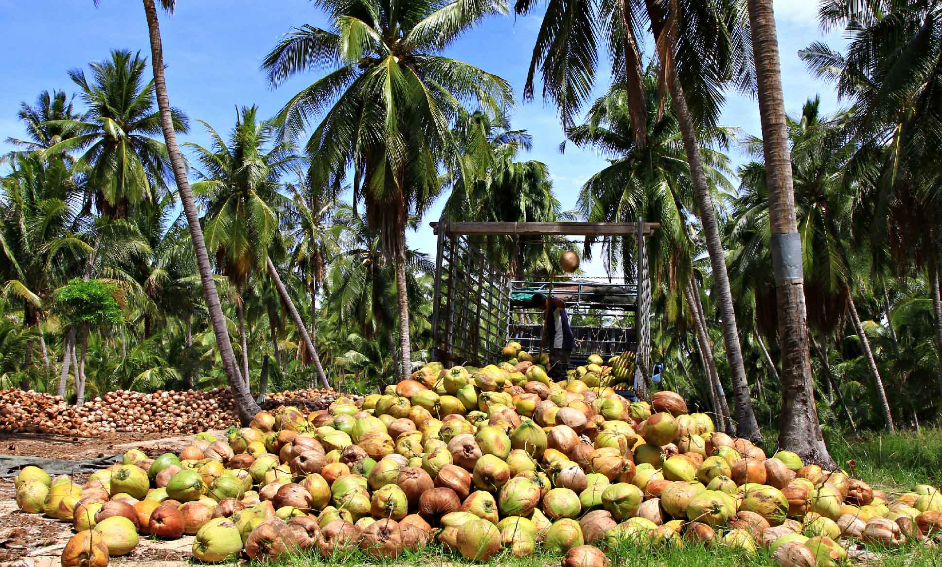 Coconut harvesting, Kerala