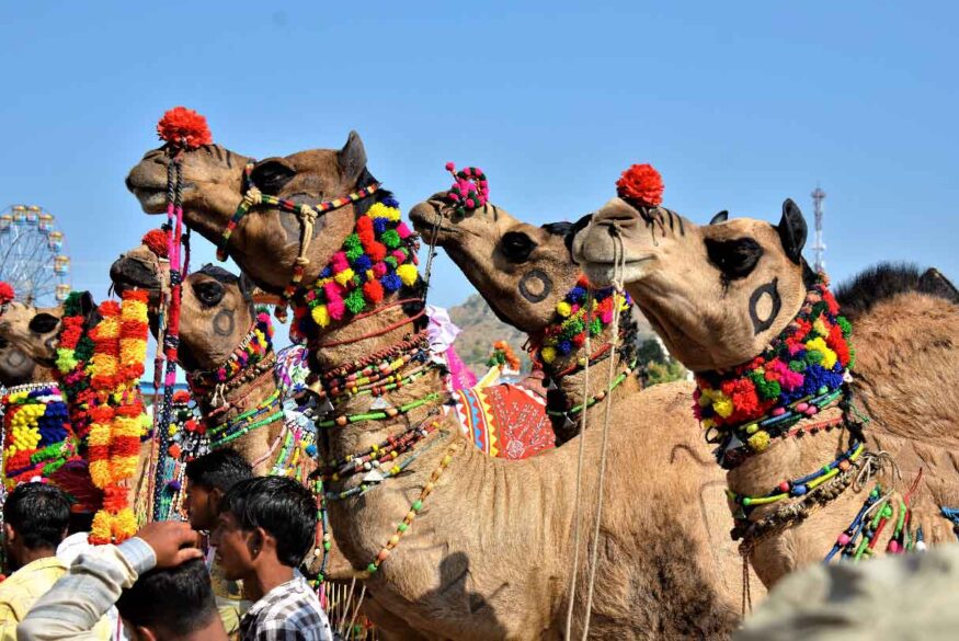 Exotic Rajasthan tour - Camels