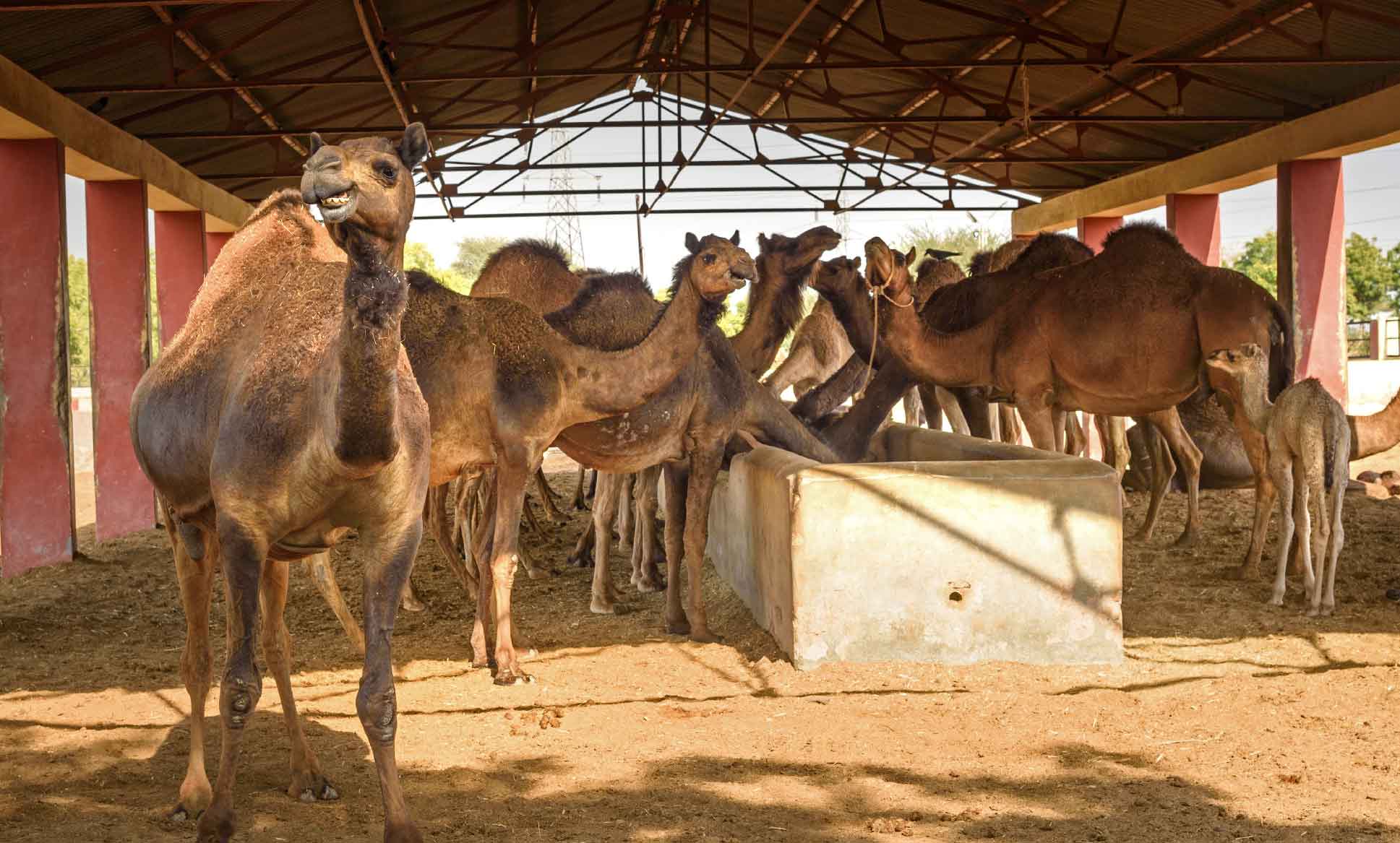 National Research Centre on Camel, Bikaner