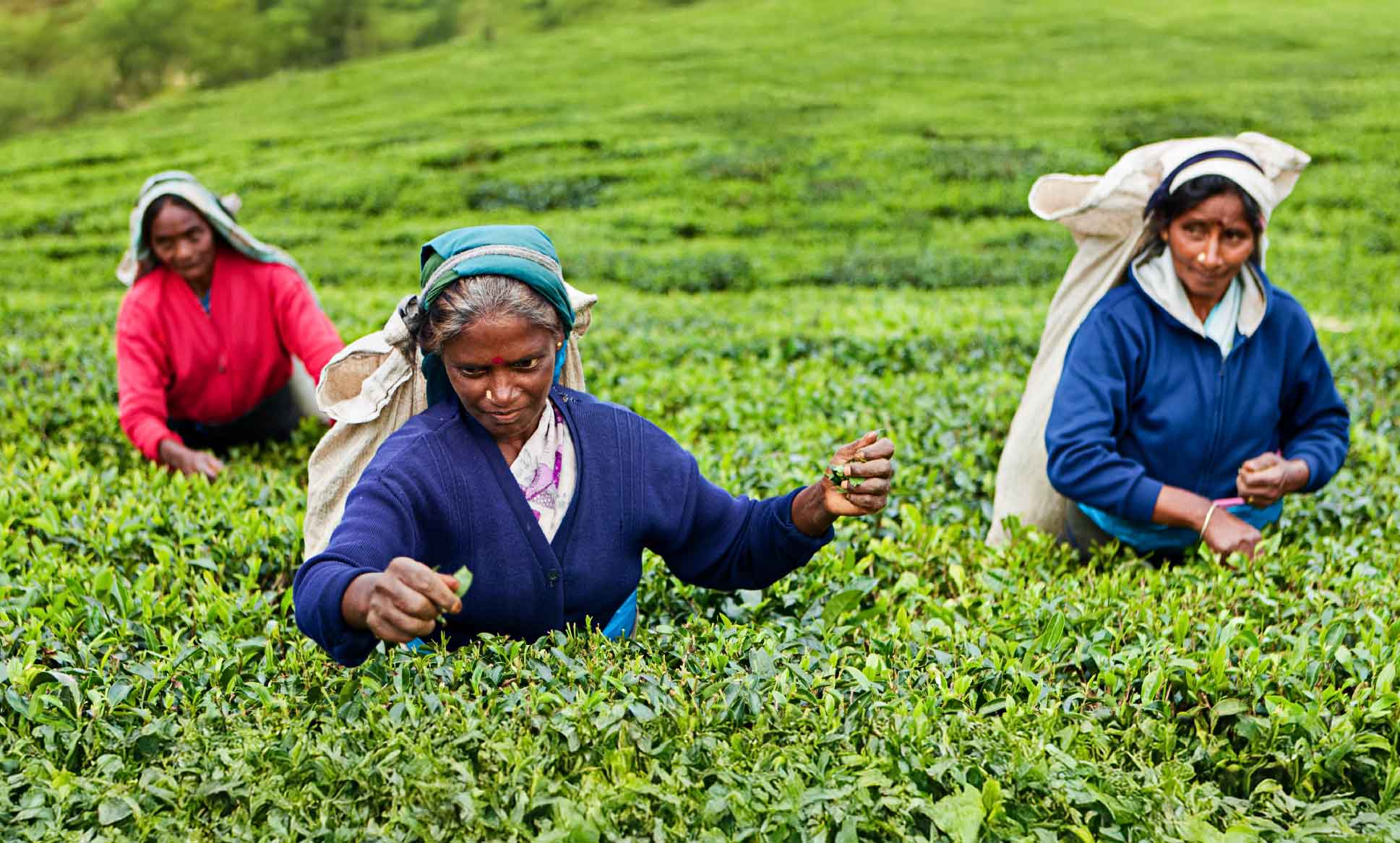 Tea Plantation, Kerala