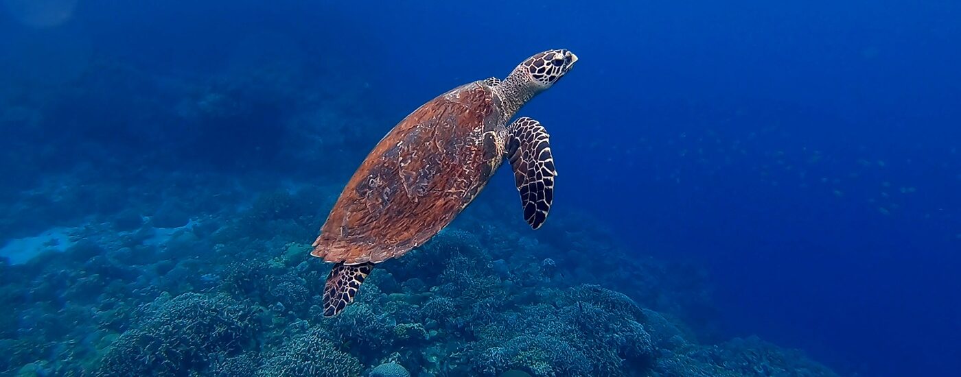 Facts about the Maldives - Hawksbill Turtle