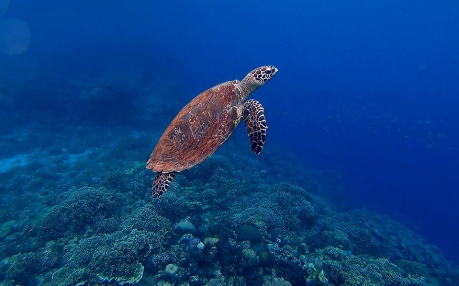 Hawksbill Turtle Unsplash